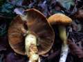 Gymnopilus&nbsp;junonius&nbsp;-&nbsp;Beringter Fl�mmling&nbsp;-&nbsp;H�dingen