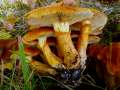 Gymnopilus junonius - Beringter Flmmling - Hdingen