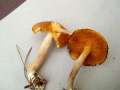 Gymnopilus penetrans - Geflecktblttriger Flmmling - Hdingen