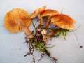 Gymnopilus penetrans - Geflecktblttriger Rbling - Hdingen