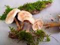 Gymnopus hariolorum - Striegeliger Rbling - Hdingen
