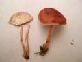 Gymnopus erythropus - Rotstieliger Rbling - Hdingen