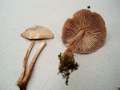 Gymnopus erythropus - Rotstieliger Rbling - Hdingen