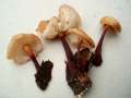 Gymnopus erythropus - Rotstieliger Rbling - Hdingen