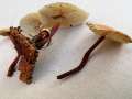 Gymnopus erythropus - Rotstieliger Rbling - Weferlingen