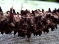 Gymnosporangium sabinae - Wacholderrost - Weferlingen