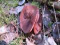 Gyromitra ancilis - Scheiben-Lorchel - Hrsingen