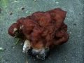 Gyromitra&nbsp;esculenta&nbsp;-&nbsp;Fr�hjahrs Lorchel&nbsp;-&nbsp;Weferlingen