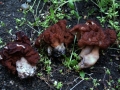 Gyromitra&nbsp;esculenta&nbsp;-&nbsp;Fr�hjahrs Lorchel&nbsp;-&nbsp;Weferlingen
