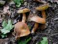 Gyroporus castaneus - Hasen-Rhrling;Zimt -Rhrling - Weferlingen