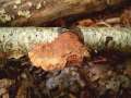 Hapalopilus nidulans - Zimtfarbiger Weichporling - Hdingen