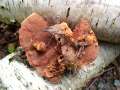 Hapalopilus nidulans - Zimtfarbiger Weichporling - Hdingen