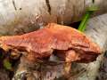 Hapalopilus nidulans - Zimtfarbiger Weichporling - Hdingen
