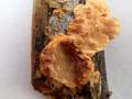 Hapalopilus nidulans - Zimtfarbener Weichporling - Weferlingen