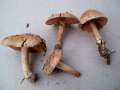 Hebeloma crustuliniforme - Tonblasser Flbling - Helmstedt
