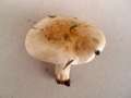 Hebeloma crustuliniforme - Tonblasser Flbling - Hdingen