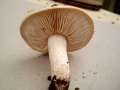 Hebeloma crustuliniforme - Tonblasser Flbling - Hdingen