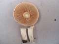 Hebeloma crustuliniforme - Tonblasser Flbling - Hdingen