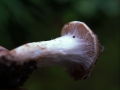 Hebeloma mesophaeum - Dunkelscheibiger Flbling - Weferlingen