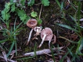 Hebeloma mesophaeum - Dunkelscheibiger Flbling - Weferlingen