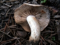 Hebeloma crustuliniforme - Tonblasser Flbling - Weferlingen