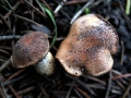 Hebeloma crustuliniforme - Tonblasser Flbling - Weferlingen