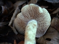 Hebeloma crustuliniforme - Tonblasser Flbling - Weferlingen