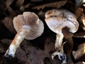 Hebeloma crustuliniforme - Tonblasser Flbling - Weferlingen