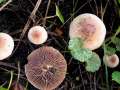 Hebeloma mesophaeum - Dunkelscheibiger Flbling - Weferlingen