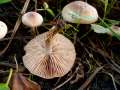 Hebeloma mesophaeum - Dunkelscheibiger Flbling - Weferlingen