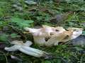 Helvella crispa - Herbstlorchel - Haldensleben