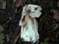 Helvella crispa - Herbst Lorchel - Hdingen