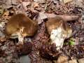 Helvella acetabulum - Hochgerippte Lorchel - Hdingen