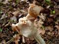 Helvella crispa - Herbst -Lorchel - Hdingen