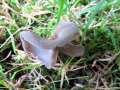 Helvella sublicia - Sattelfrmige Lorchel - Hdingen