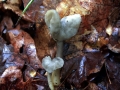 Helvella elastica - Elastische Lorchel - Walbeck