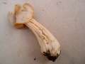 Helvella crispa - Herbst Lorchel - Walbeck