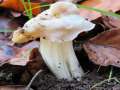 Helvella crispa - Herbstlorchel - Walbeck