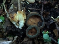 Helvella acetabulum - Hochgerippte Lorchel - Weferlingen
