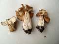 Helvella crispa - Herbstlorchel - Weferlingen