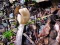 Helvella&nbsp;elastica&nbsp;-&nbsp;Elastische Lorchel&nbsp;-&nbsp;Weferlingen