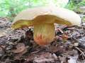 Fahler R�hrling