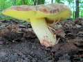 Hemileccinum&nbsp;impolitum&nbsp;-&nbsp;Fahler R�hrling&nbsp;-&nbsp;BS-Riddagshausen