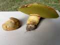 Hemileccinum impolitum - Fahler Rhrling - Seggerde