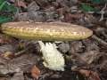 Hemileccinum depilatum - Gefleckthtiger Rhrling - Weferlingen