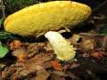 Hemileccinum depilatum - Gefleckthtiger Rhrling - Weferlingen