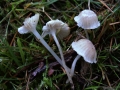 Hemimycena mairei - Rasen Scheinhelmling - Weferlingen