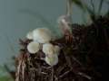 Hemimycena delectabilis - Chlor Scheinhelmling - Weferlingen