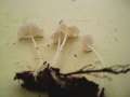Hemimycena cucullata - Gipsweier Scheinhelmling - Weferlingen