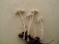 Hemimycena cucullata - Gipsweier Scheinhelmling - Weferlingen